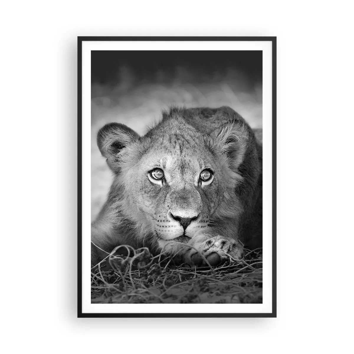 Affiche dans un cadre noir - Poster - Chiot royal - 70x100 cm