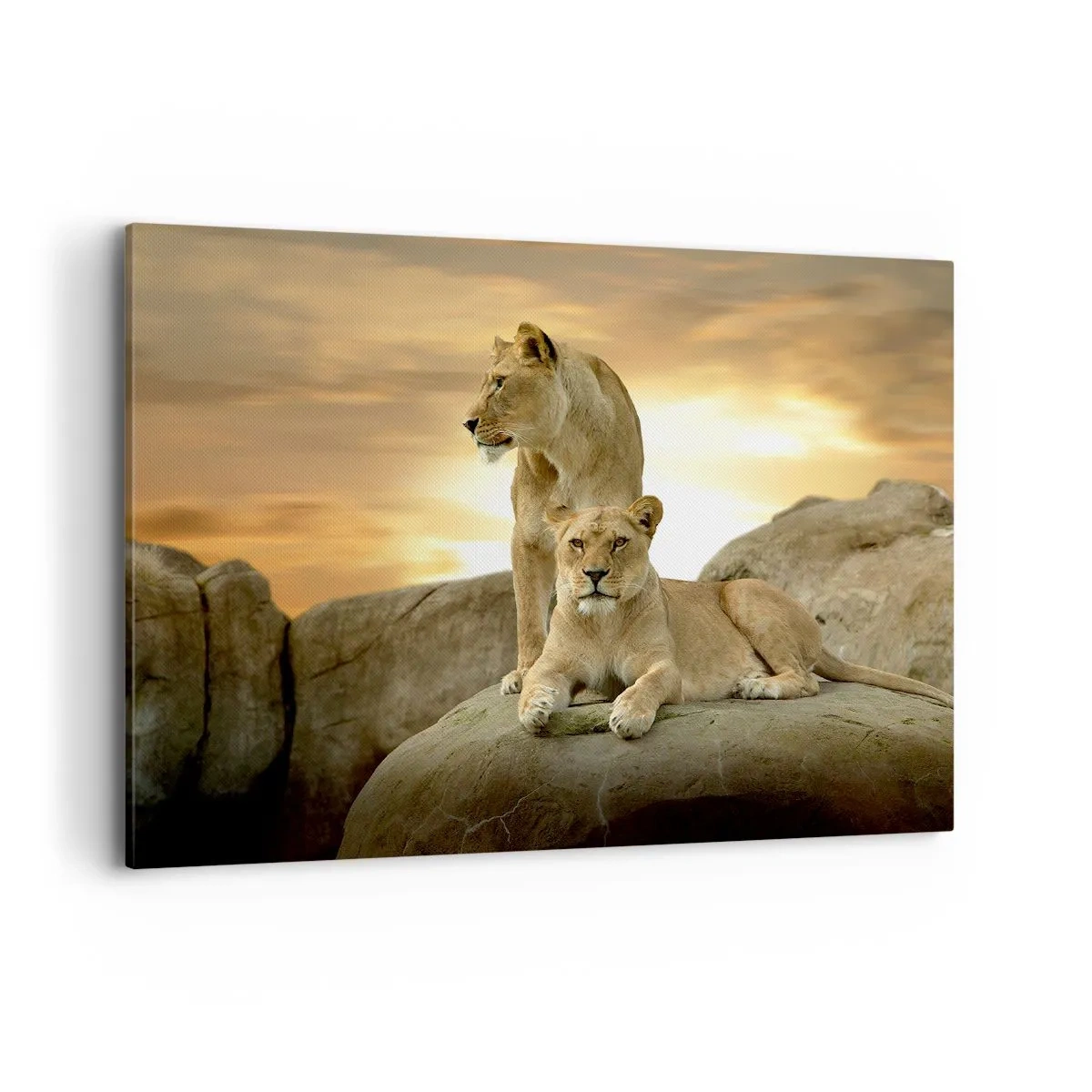 Impression sur toile - Image sur toile - Deux lionnes se reposant sur un rocher au coucher du soleil - 100x70cm - Majesté royale - Décoration murale moderne pour le salon et la chambre ARTTOR