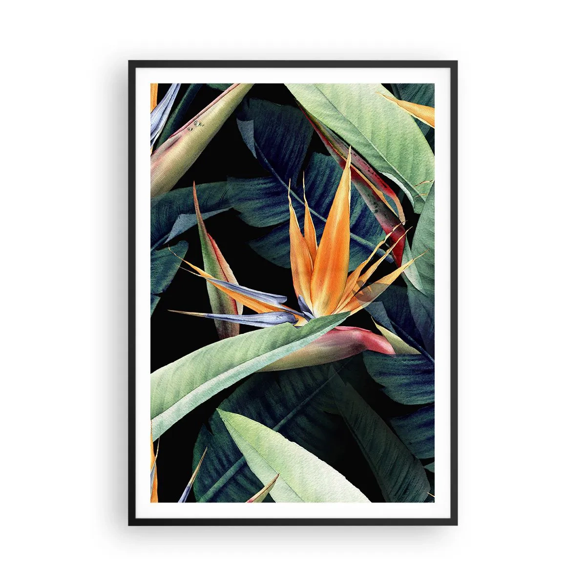 Affiche dans un cadre noir - Poster - Fleurs flamboyantes des tropiques - 70x100 cm