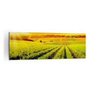 Impression sur toile - Image sur toile - Des vignes dorées illuminées par les rayons du soleil - 160x50cm - Sous le soleil australien - Décoration murale moderne pour le salon et la chambre ARTTOR