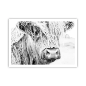 Affiche - Poster - Portrait d'une vache écossaise en noir et blanc - 100x70cm - Sauvagerie écossaise - Décoration murale moderne pour le salon et la chambre ARTTOR