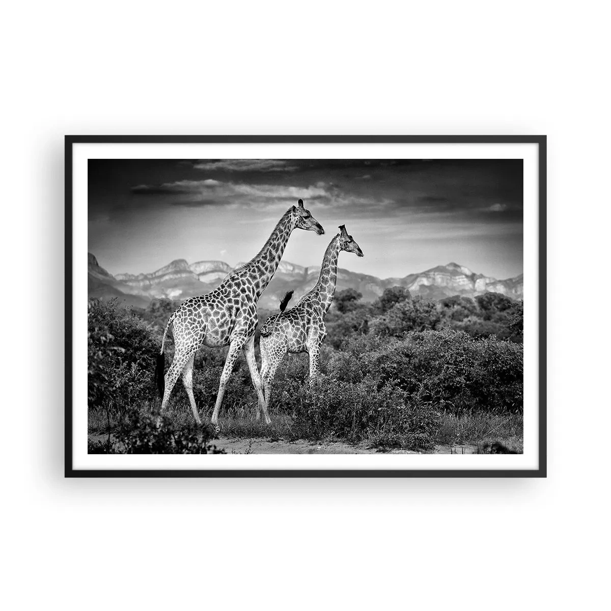 Affiche dans un cadre noir - Poster - Silhouettes noires et blanches de deux girafes dans la savane - 100x70cm - Hautes sphères en Afrique - Décoration murale moderne pour le salon et la chambre ARTTOR