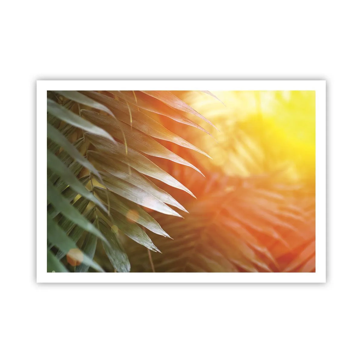 Affiche - Poster - Feuilles de palmier dans les rayons du soleil couchant - 100x70cm - Matinée dans la jungle - Décoration murale moderne pour le salon et la chambre ARTTOR