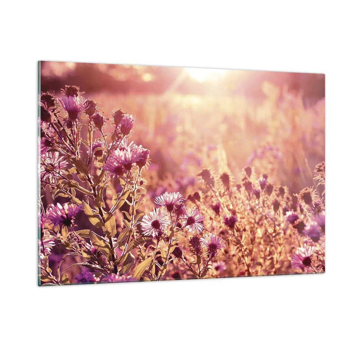 Impression sur verre - Image sur verre - Fleurs violettes dans la prairie à la lumière du soleil couchant - 120x80cm - Avant que l'été ne parte - Décoration murale moderne pour le salon et la chambre ARTTOR