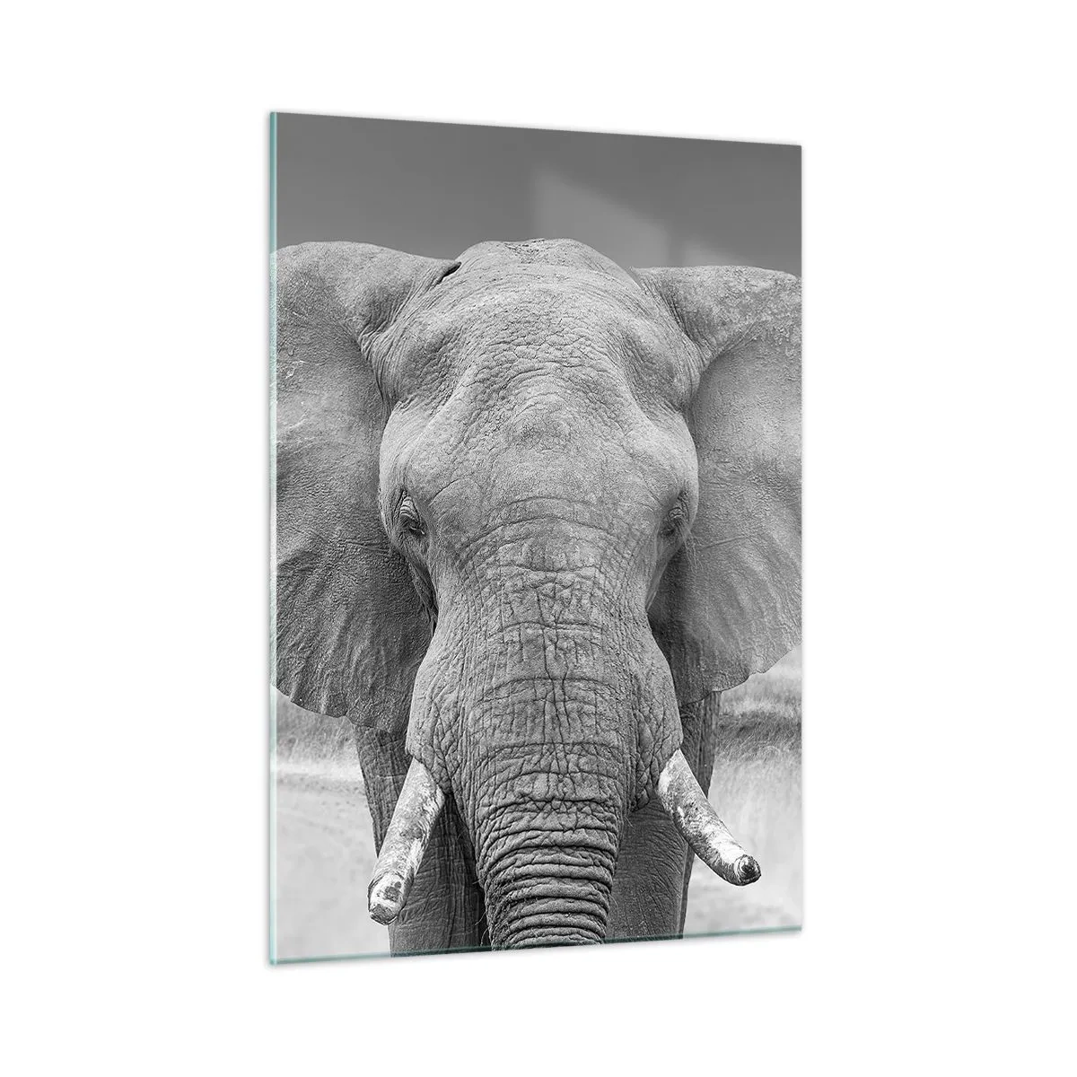 Impression sur verre - Image sur verre - Portrait noir et blanc d'un éléphant dans la savane - 50x70cm - Bienvenue dans mon monde - Décoration murale moderne pour le salon et la chambre ARTTOR