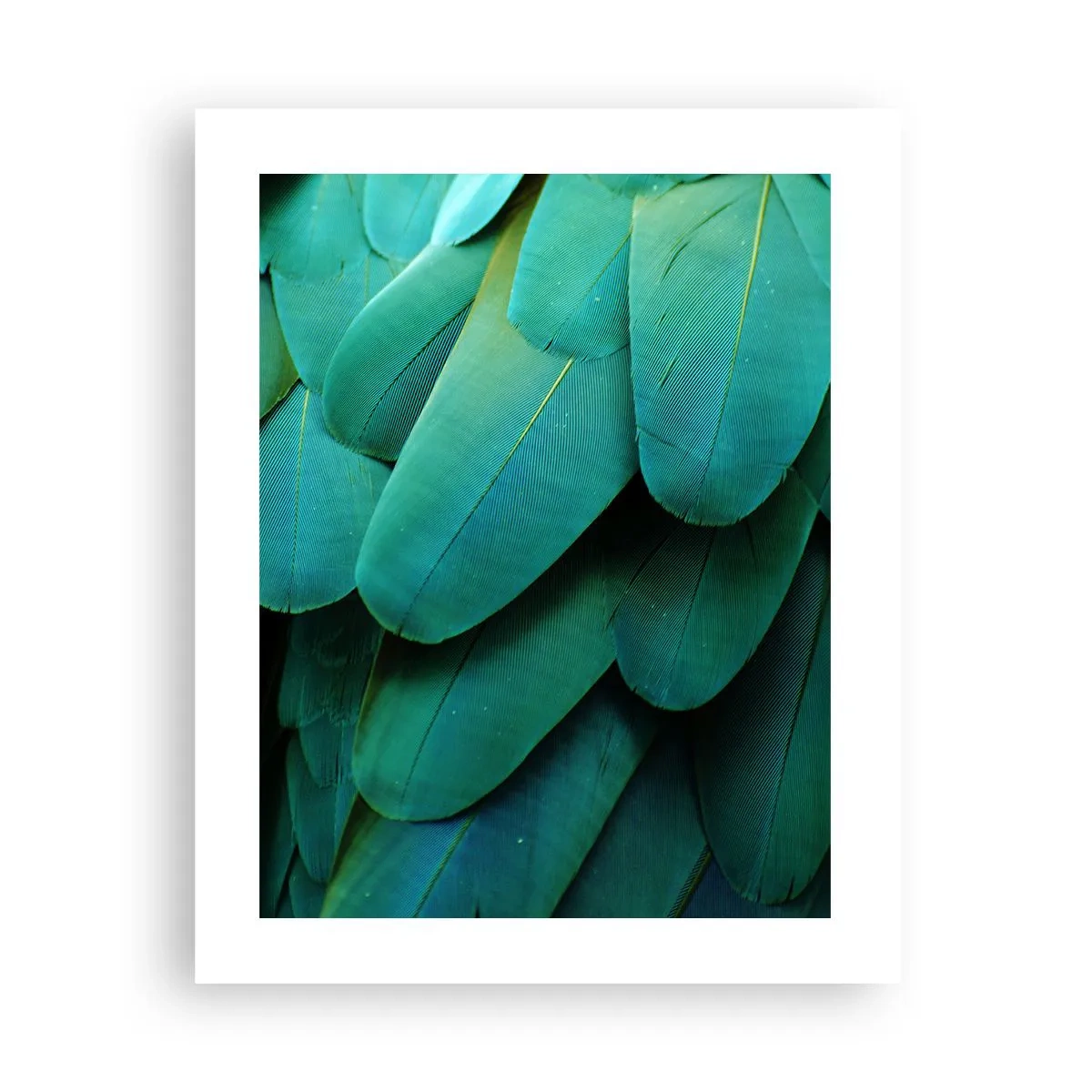 Affiche - Poster - Perfection de la nature du perroquet - 40x50 cm