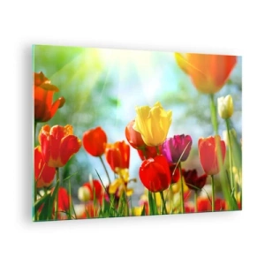 Impression sur verre - Image sur verre - Tulipes colorées illuminées par les rayons du soleil - 70x50cm - Toutes les couleurs du soleil - Décoration murale moderne pour le salon et la chambre ARTTOR