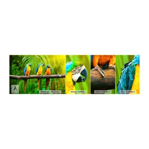 Échantillon de Papier Peint Autocollant Deluxe Sticker - Et avez-vous entendu qu'elle ...? - Des oiseaux, Perroquets, Nature - 100x30 cm