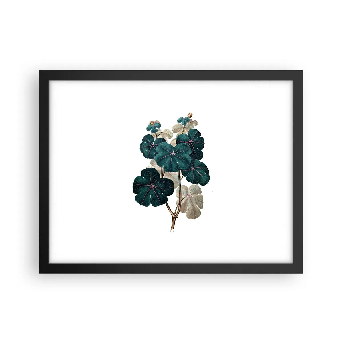 Affiche dans un cadre noir - Poster - De l'ancien herbier - 40x30 cm
