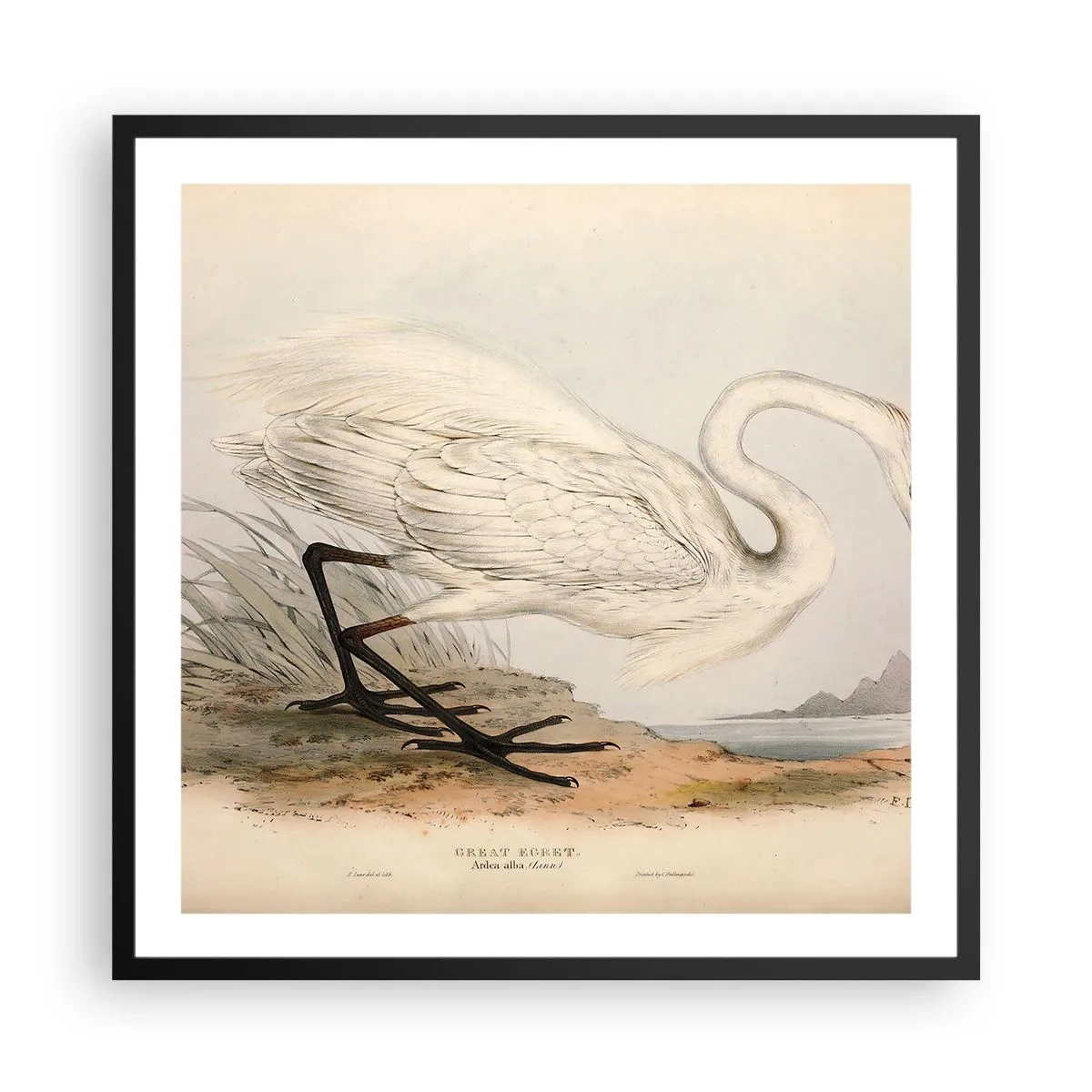 Affiche dans un cadre noir - Poster - Dame sur les joncs - 60x60 cm