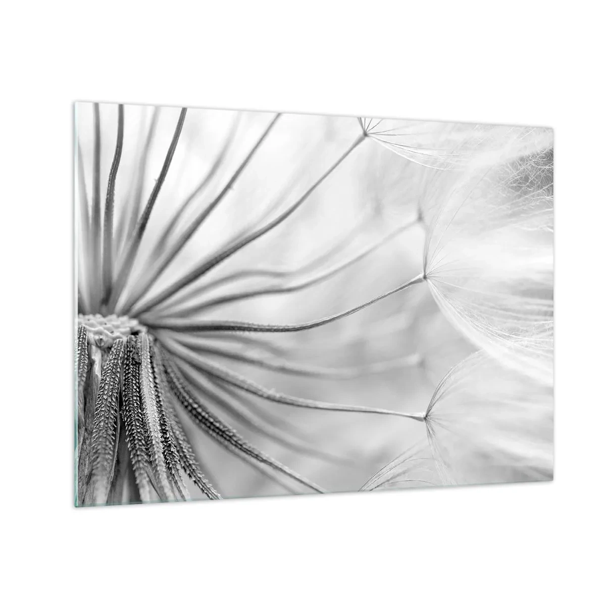 Impression sur verre - Image sur verre - Photographie macro d'un pissenlit dans des tons de noir et blanc - 70x50cm - Aigrette avant son envol - Décoration murale moderne pour le salon et la chambre ARTTOR