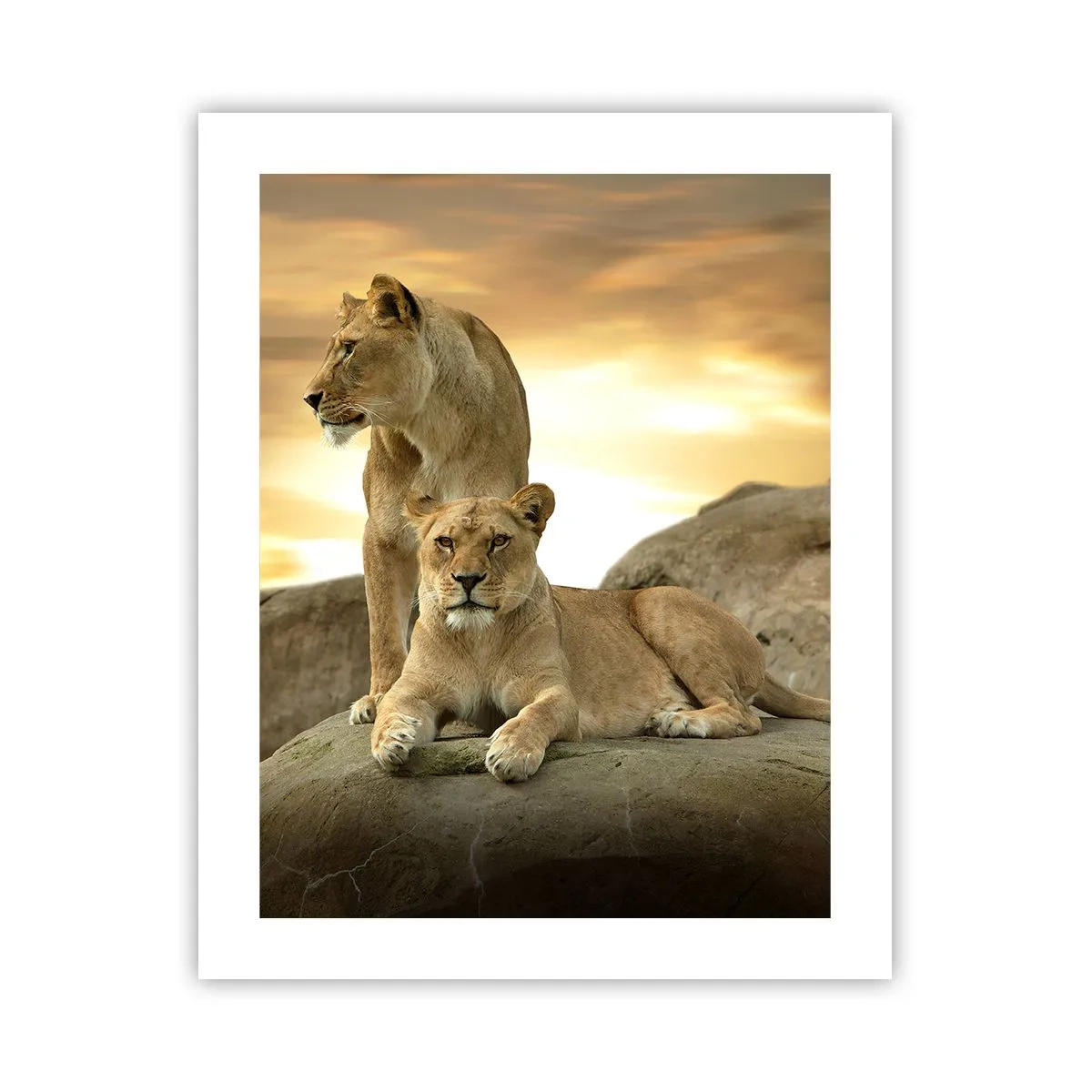 Affiche - Poster - Majesté royale - 40x50 cm