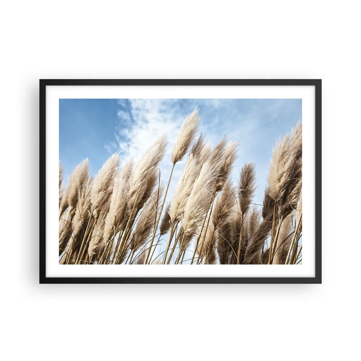 Affiche dans un cadre noir - Poster - Herbes de pampa délicates contre un ciel bleu avec des nuages légers - 70x50cm - Caresse ensoleillée et venteuse - Décoration murale moderne pour le salon et la chambre ARTTOR