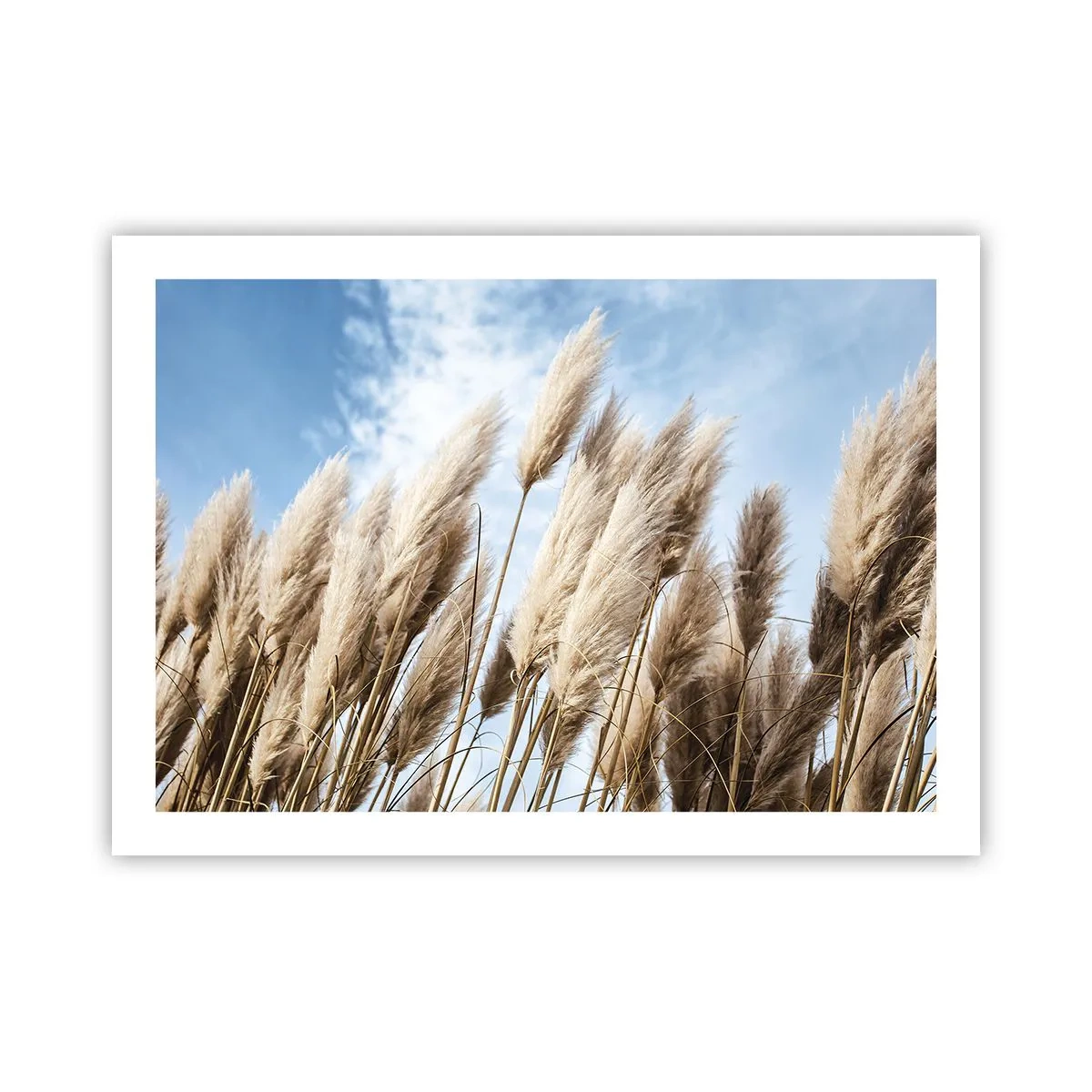 Affiche - Poster - Caresse ensoleillée et venteuse - 70x50 cm