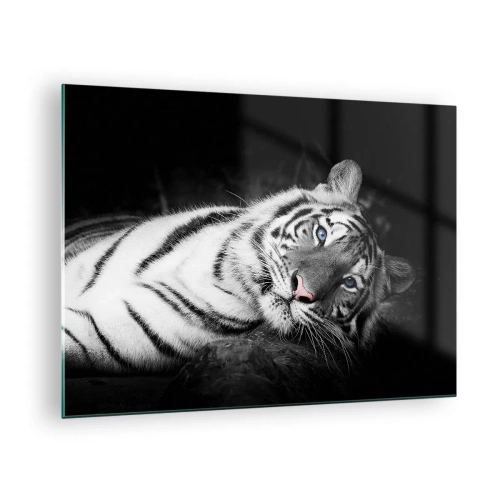 Impression sur verre - Image sur verre - Un tigre blanc aux yeux bleus dans un décor noir et blanc - 70x50cm - Sauvagerie et paix - Décoration murale moderne pour le salon et la chambre ARTTOR