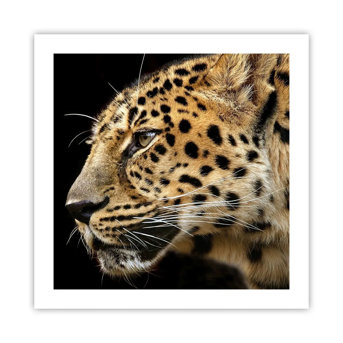 Affiche - Poster - Calme, concentré, prêt - 50x50 cm