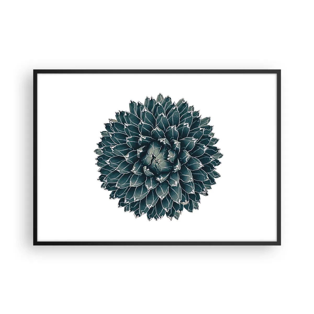 Affiche dans un cadre noir - Poster - Plante succulente symétrique sur fond blanc - 100x70cm - Étoile du désert - Décoration murale moderne pour le salon et la chambre ARTTOR