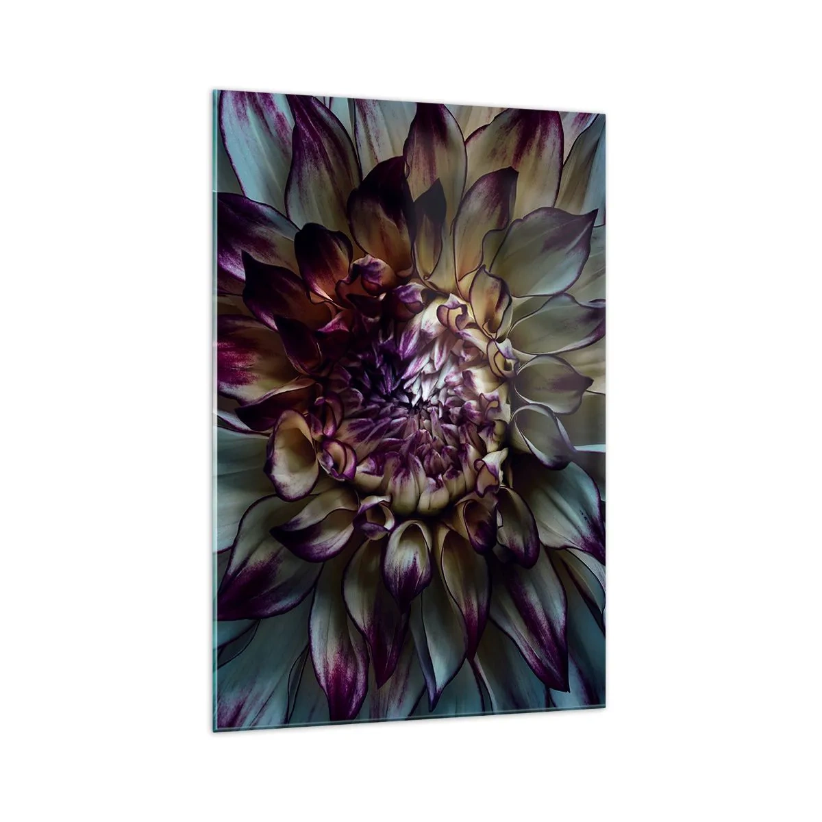Impression sur verre - Image sur verre - Gros plan d'une fleur de dahlia dans des tons sombres - 70x100cm - L'apogée de la jeunesse - Décoration murale moderne pour le salon et la chambre ARTTOR