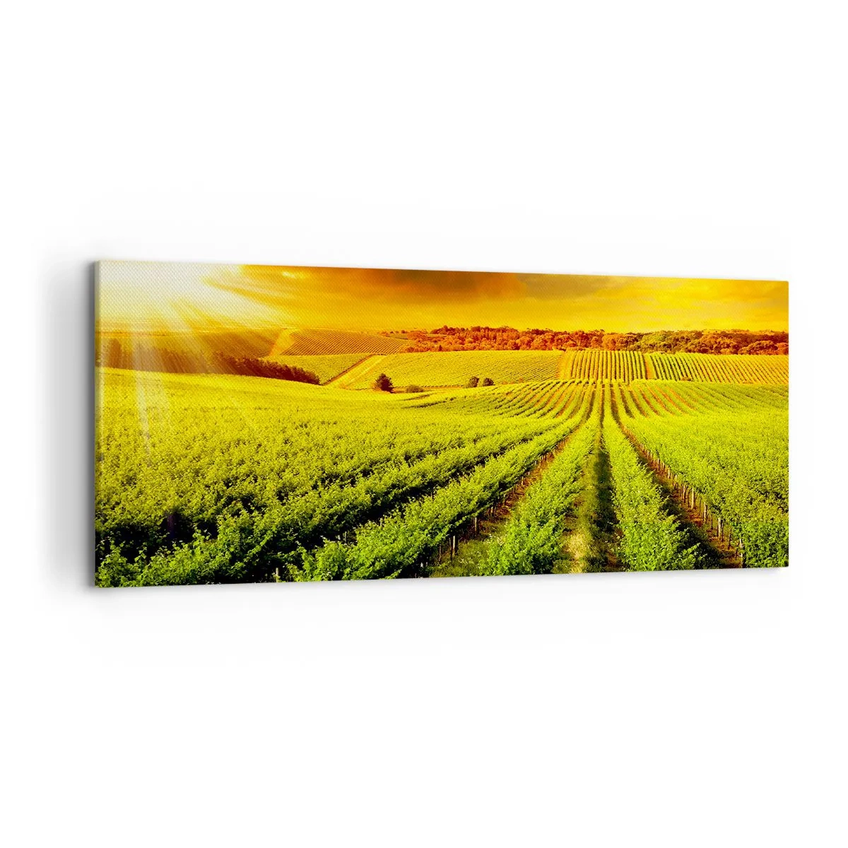 Impression sur toile - Image sur toile - Des vignes dorées illuminées par les rayons du soleil - 120x50cm - Sous le soleil australien - Décoration murale moderne pour le salon et la chambre ARTTOR