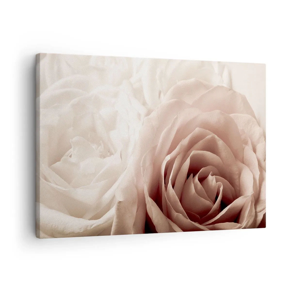 Impression sur toile - Image sur toile - Roses délicates dans des tons pastel de beige - 70x50cm - Au coeur d'ue la rose - Décoration murale moderne pour le salon et la chambre ARTTOR