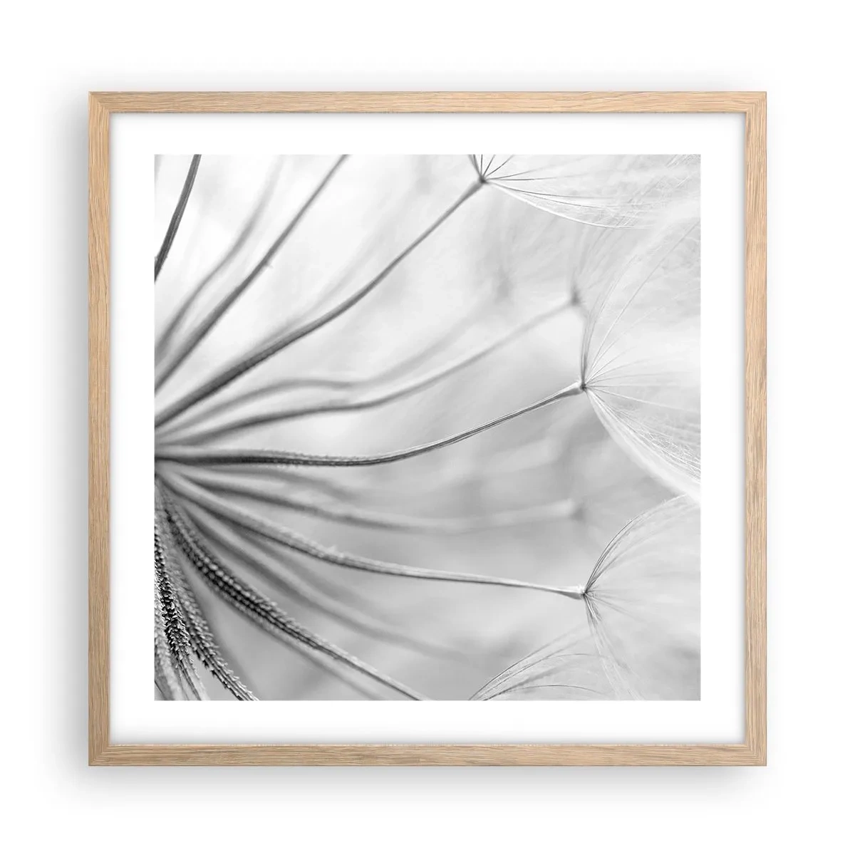 Affiche dans un chêne clair - Poster - Aigrette avant son envol - 50x50 cm