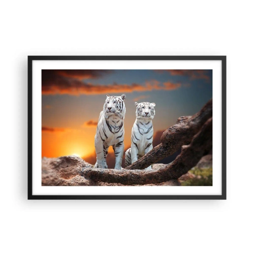 Affiche dans un cadre noir - Poster - Tigres blancs au soleil couchant sur fond de nature - 70x50cm - Tout comme à Narnia - Décoration murale moderne pour le salon et la chambre ARTTOR