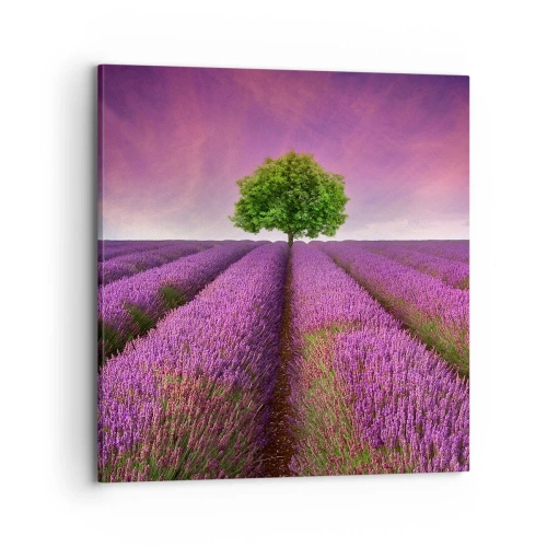 Impression sur toile - Image sur toile - Dans un champs de lavande - 70x70 cm