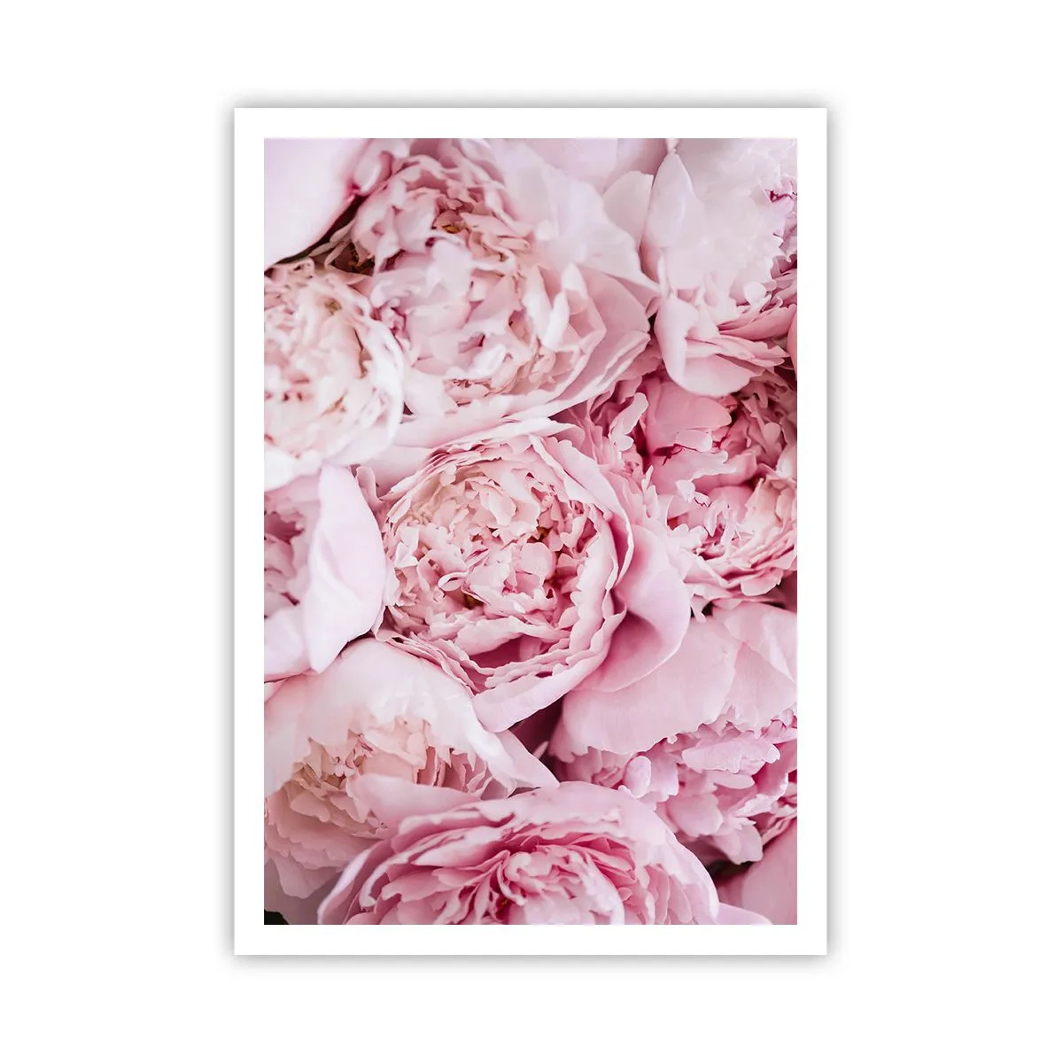 Affiche - Poster - Caliné et parfumé - 70x100 cm