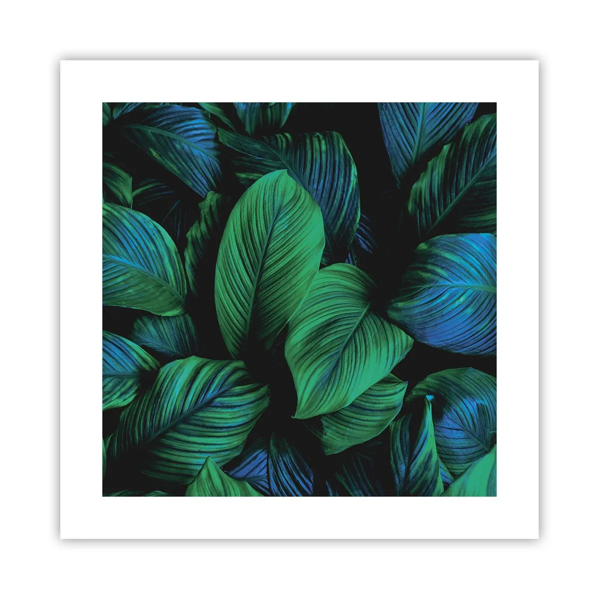 Affiche - Poster - Dans la foule verte - 40x40 cm