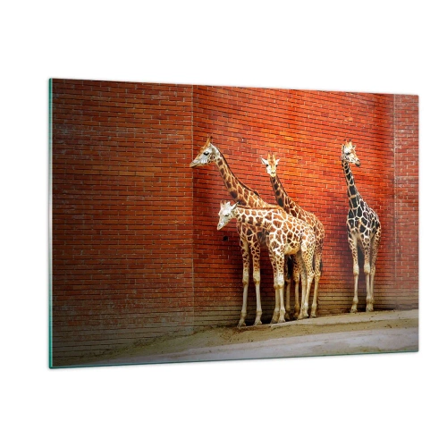 Impression sur verre - Image sur verre - Girafes contre un mur de briques - 120x80cm - Voyez-vous des acacias ? - Décoration murale moderne pour le salon et la chambre ARTTOR