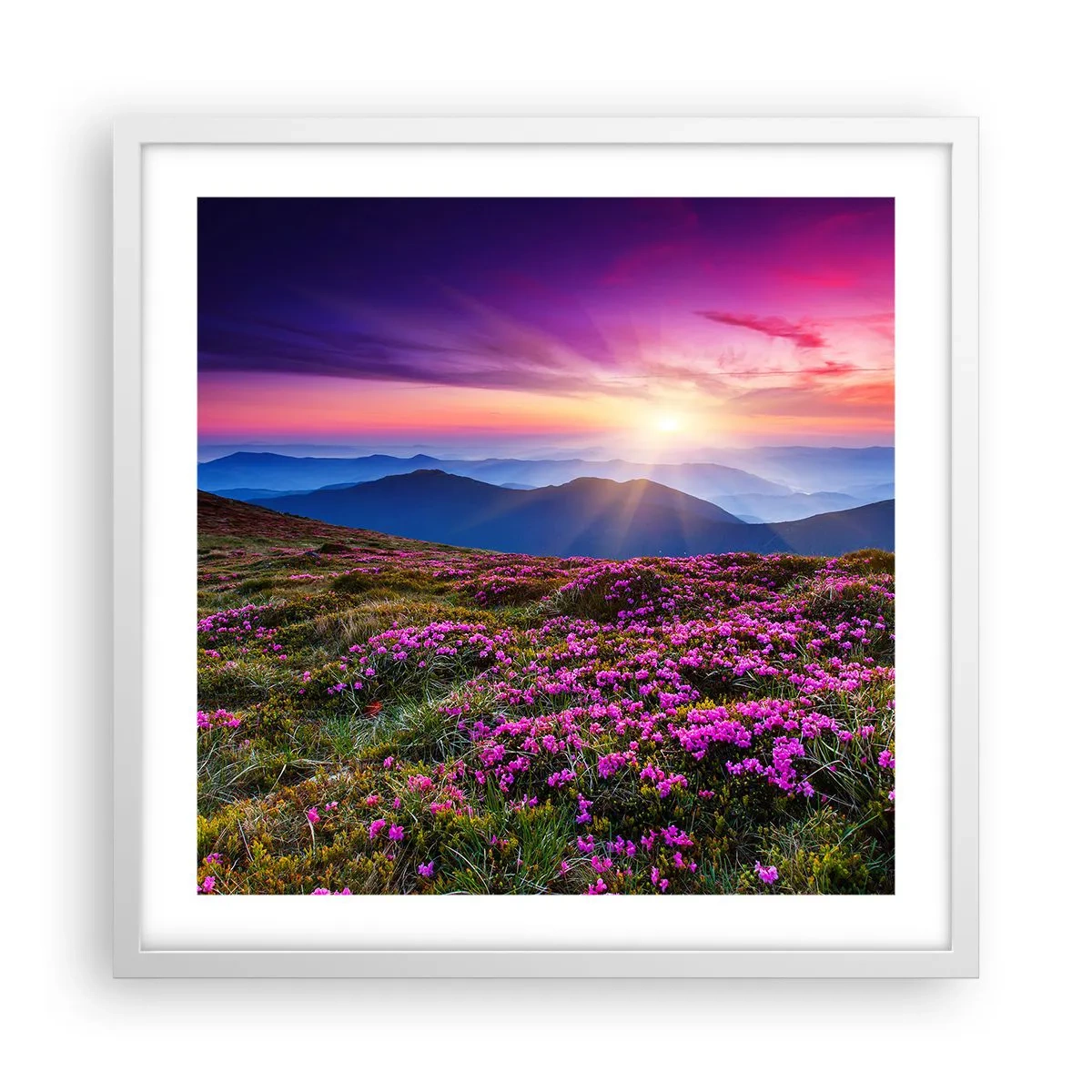 Affiche dans un cadre blanc - Poster - Les herbes sentaient les grappes fraîches de la récolte - 50x50 cm