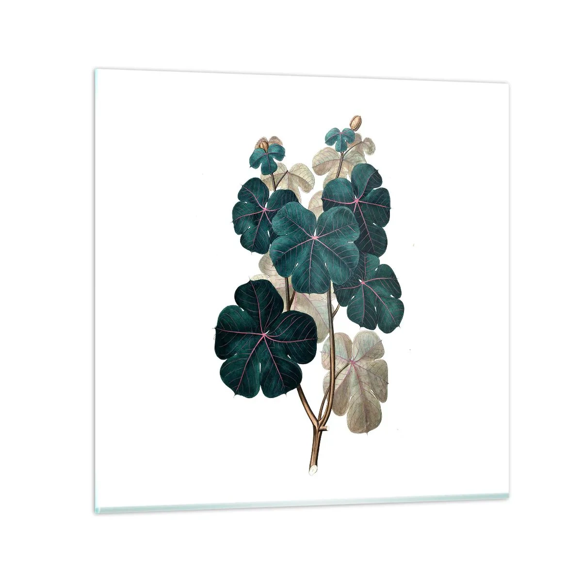 Impression sur verre - Image sur verre - De l'ancien herbier - 70x70 cm