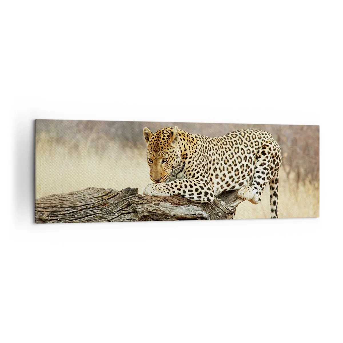 Impression sur toile - Image sur toile - Un léopard se reposant sur un tronc d'arbre dans la savane - 160x50cm - Je suis ma propre route - Décoration murale moderne pour le salon et la chambre ARTTOR