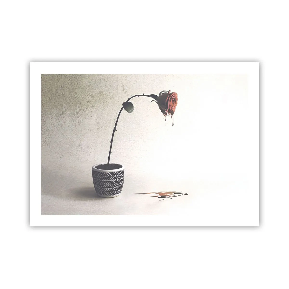 Affiche - Poster - Rosa dolorosa - 70x50 cm