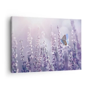 Impression sur toile - Image sur toile - Un papillon sur une lavande en fleurs dans la lumière du matin - 70x50cm - Baiser de papillon - Décoration murale moderne pour le salon et la chambre ARTTOR