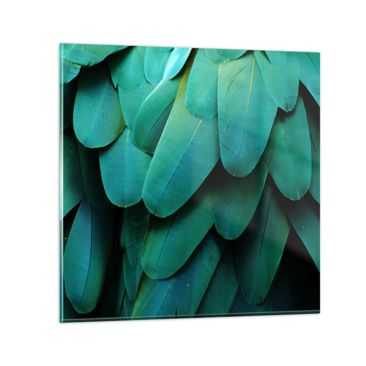 Impression sur verre - Image sur verre - Perfection de la nature du perroquet - 40x40 cm