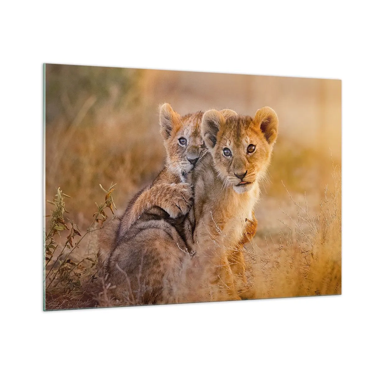 Impression sur verre - Image sur verre - Deux jeunes lionceaux dans un cadre naturel de savane - 100x70cm - Ne pas déranger! On s'amuse - Décoration murale moderne pour le salon et la chambre ARTTOR