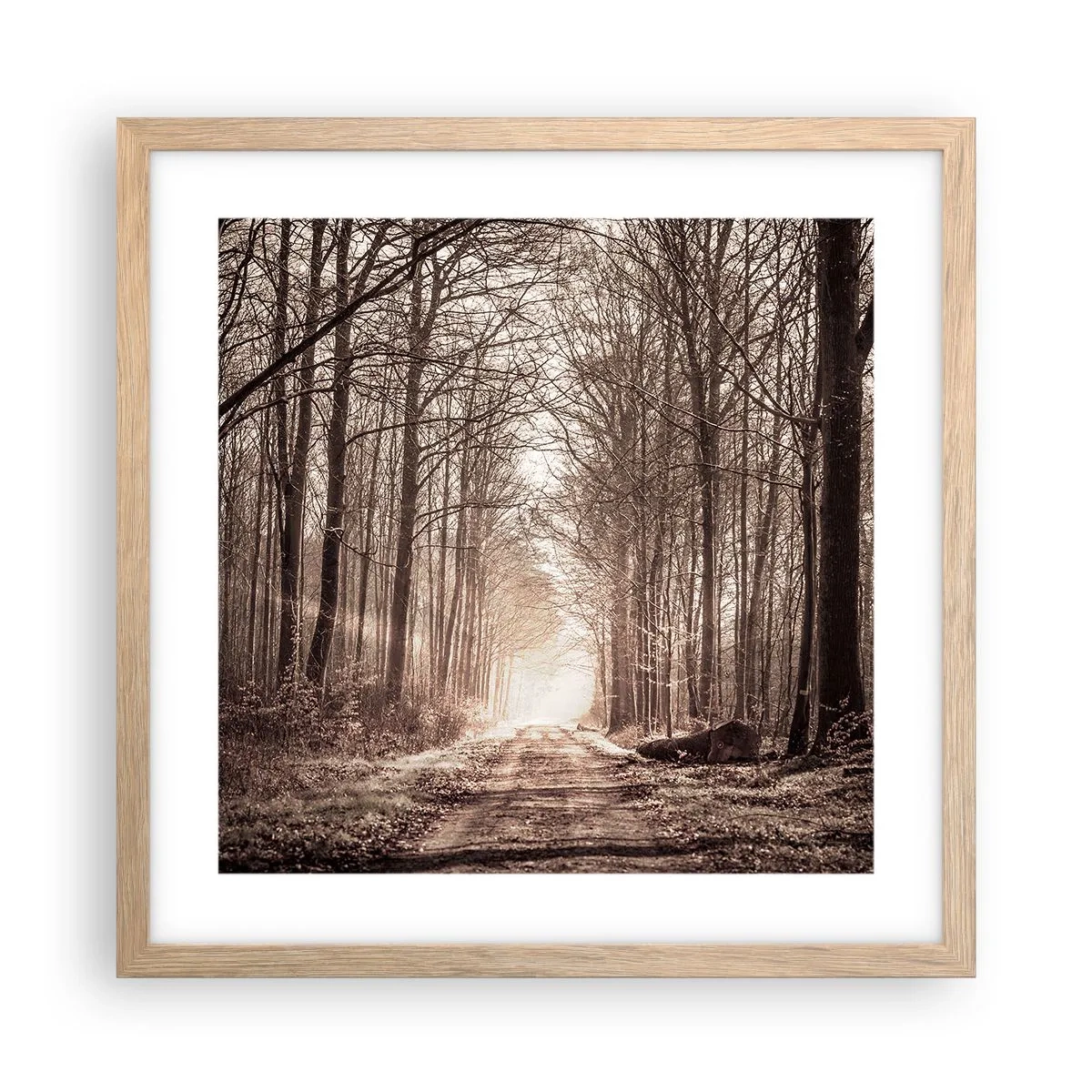 Affiche dans un chêne clair - Poster - Cathédrale de la forêt - 40x40 cm