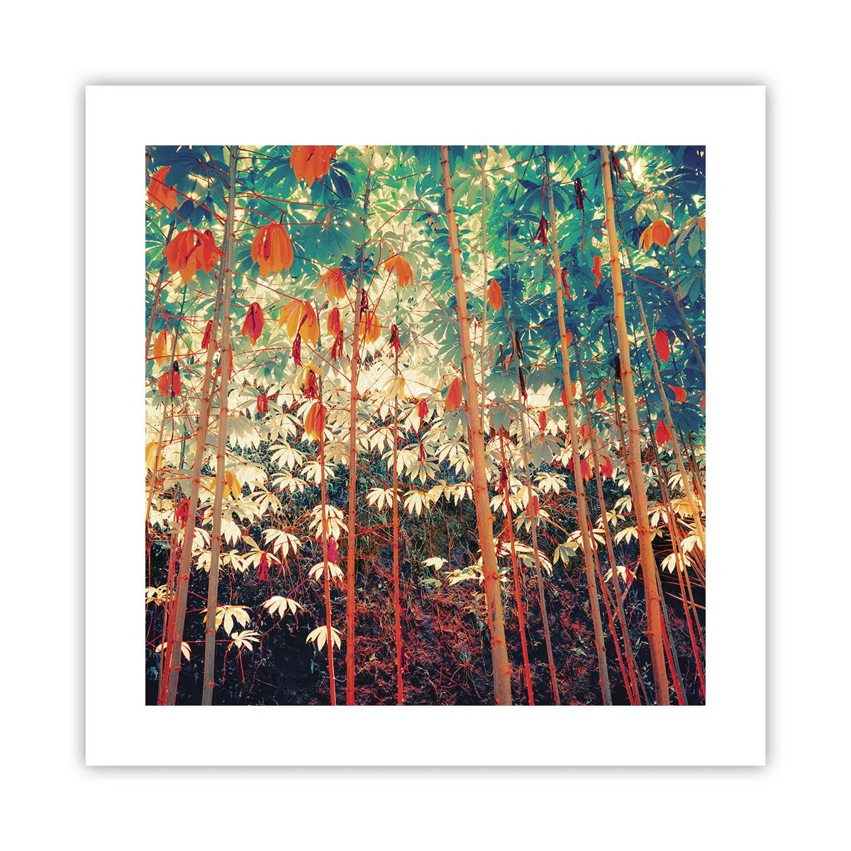 Affiche - Poster - La vie secrète des feuilles - 40x40 cm