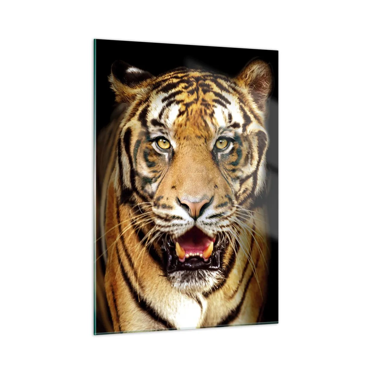 Impression sur verre - Image sur verre - Un tigre sur fond sombre avec un regard intense - 50x70cm - Le coeur sauvageon - Décoration murale moderne pour le salon et la chambre ARTTOR