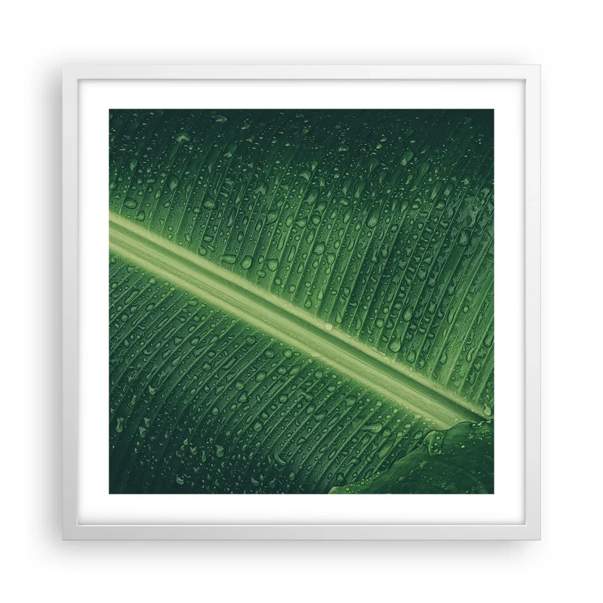Affiche dans un cadre blanc - Poster - Structure de vert - 50x50 cm