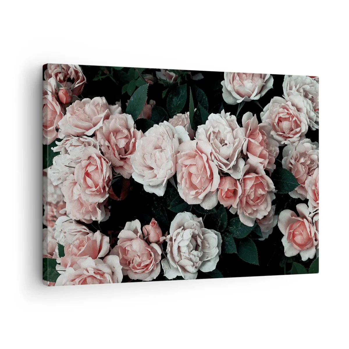 Impression sur toile - Image sur toile - Roses roses sur fond sombre dans une composition subtile - 70x50cm - Ensemble de rose - Décoration murale moderne pour le salon et la chambre ARTTOR