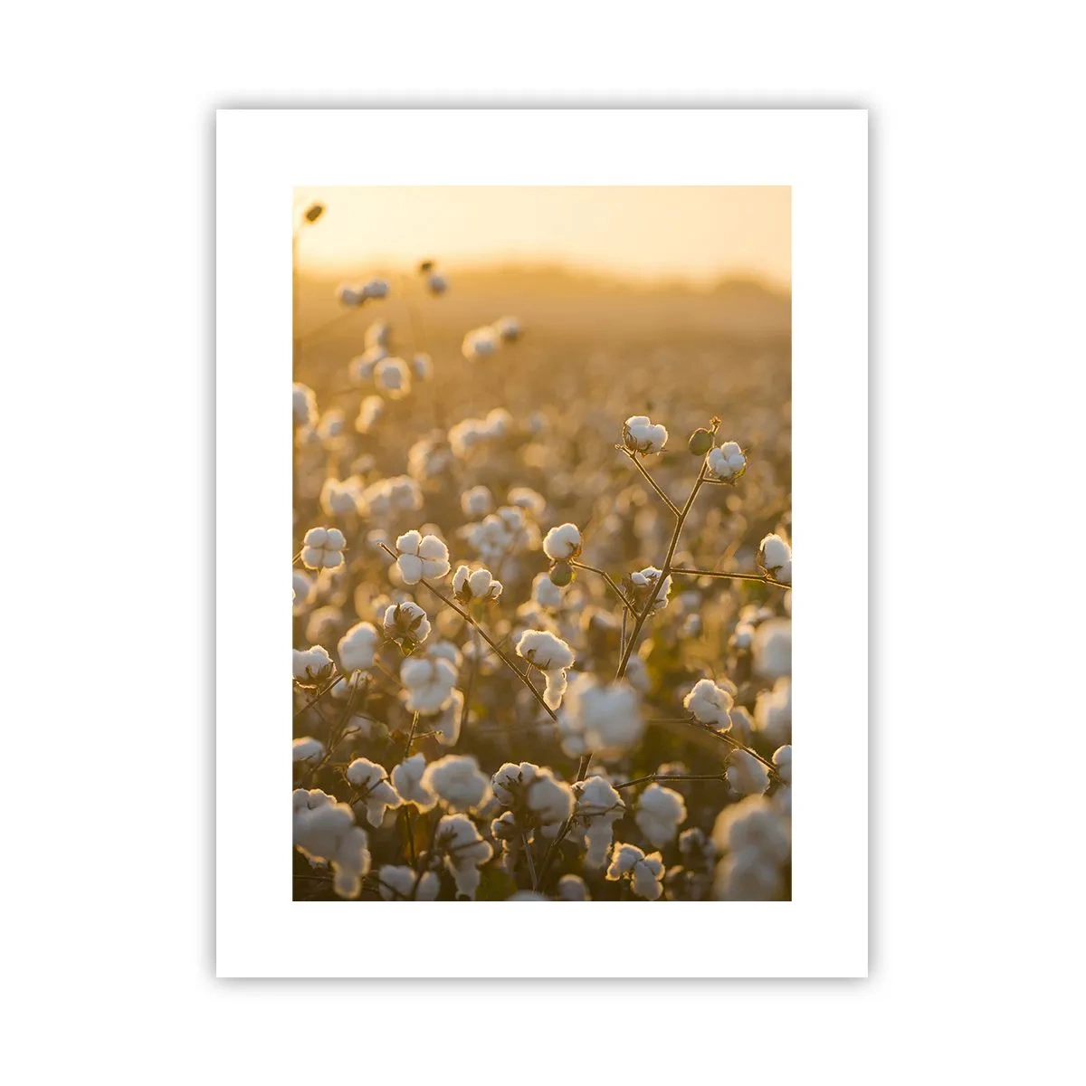 Affiche - Poster - Champ moelleux - 30x40 cm
