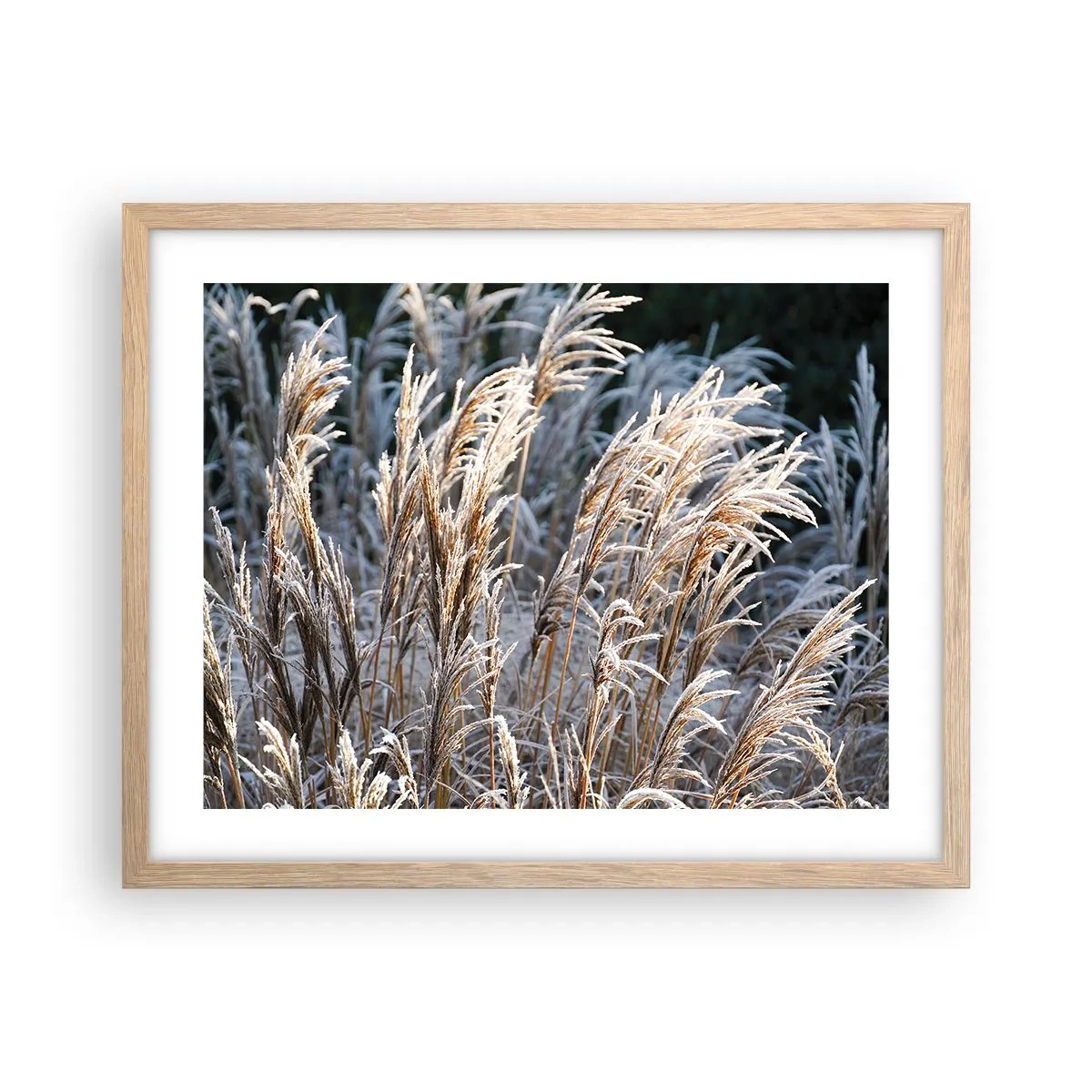 Affiche dans un chêne clair - Poster - Habillé de givre - 50x40 cm