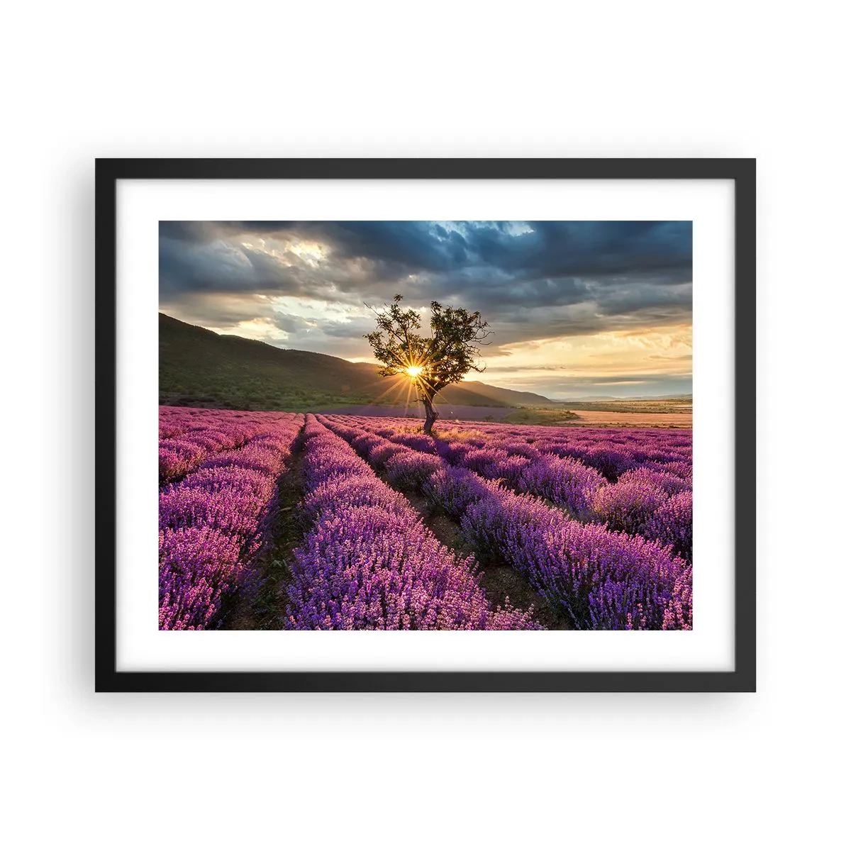 Affiche dans un cadre noir - Poster - Arôme de couleur lilas - 50x40 cm