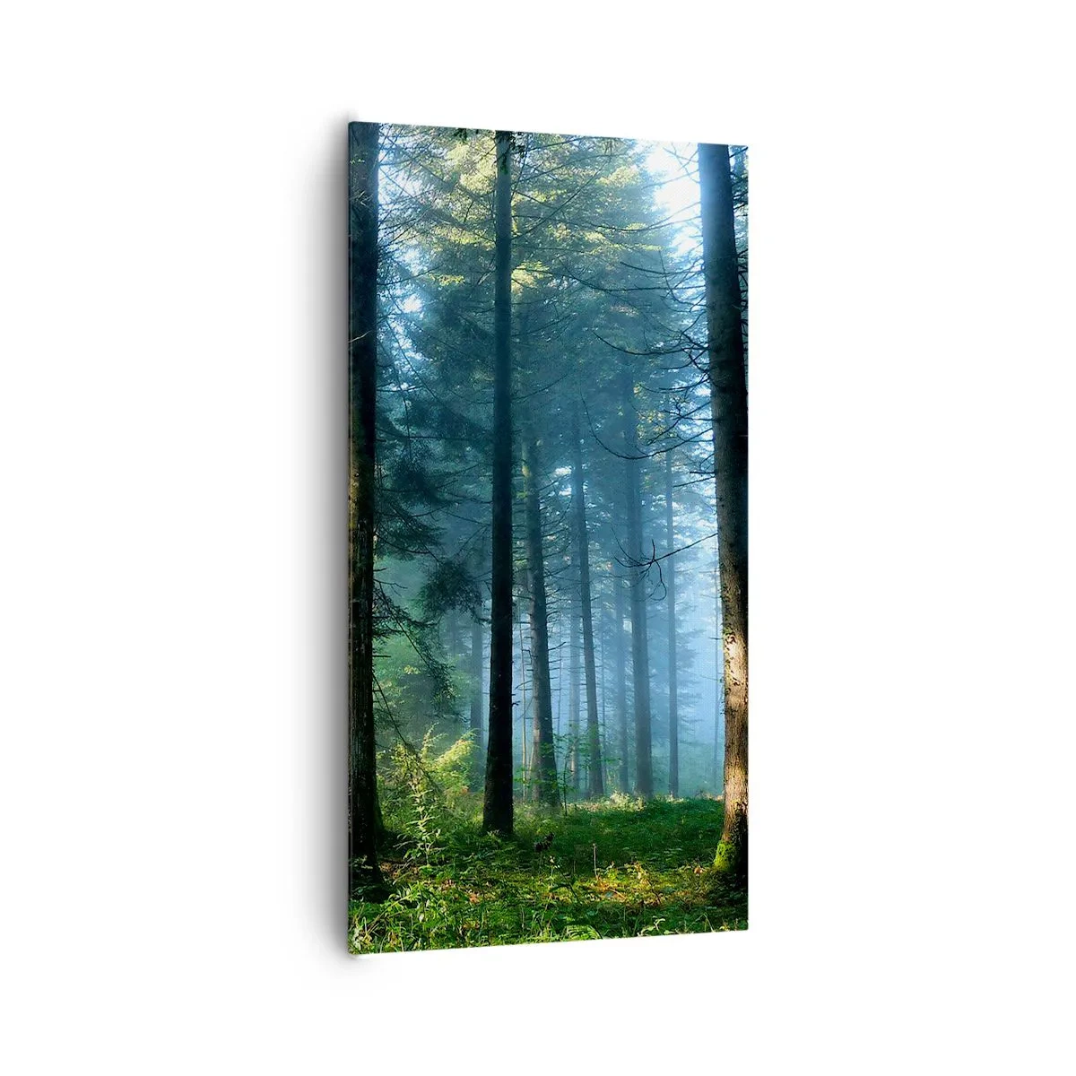 Impression sur toile - Image sur toile - Rayonnant le matin - 65x120 cm