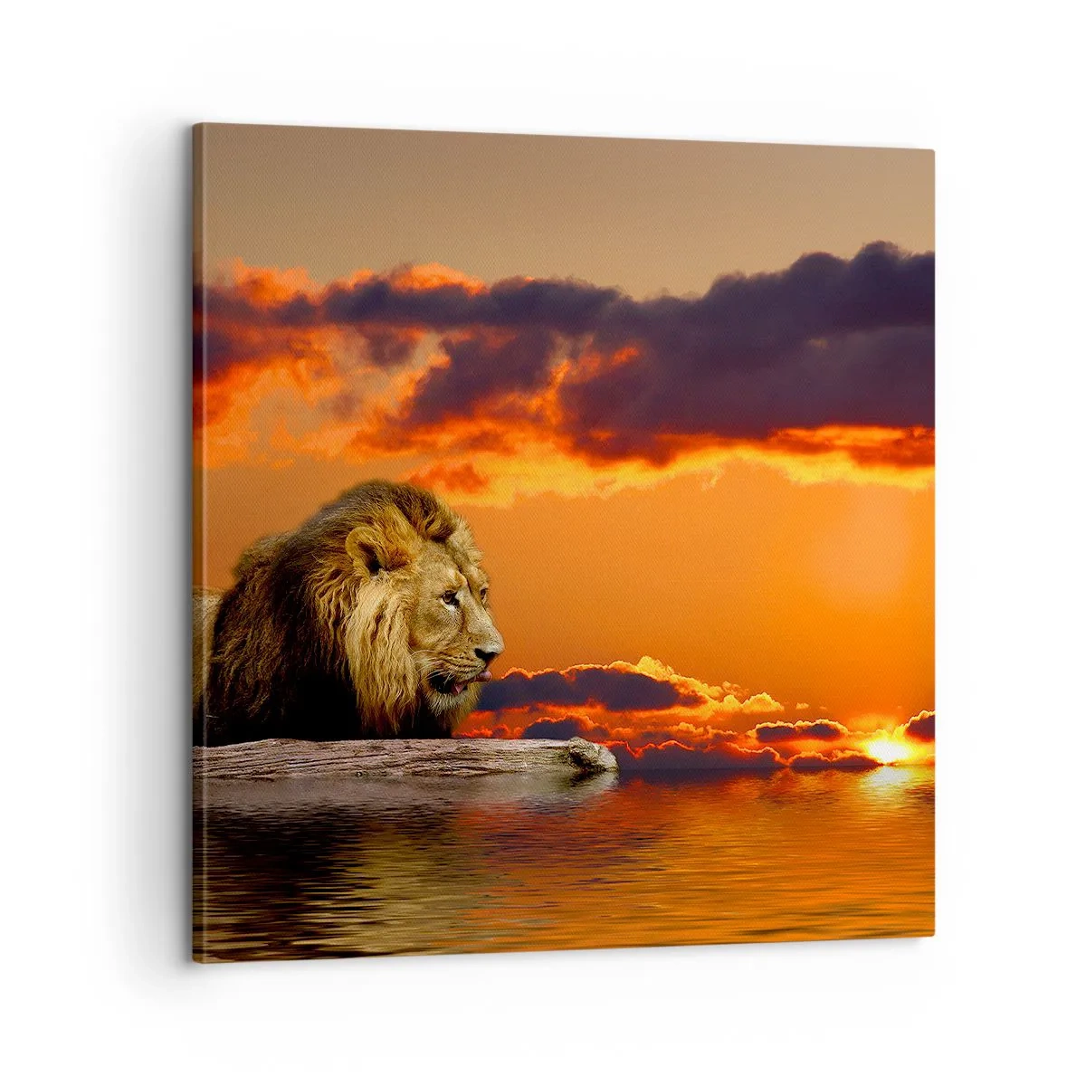 Impression sur toile - Image sur toile - Le roi de la nature - 60x60 cm