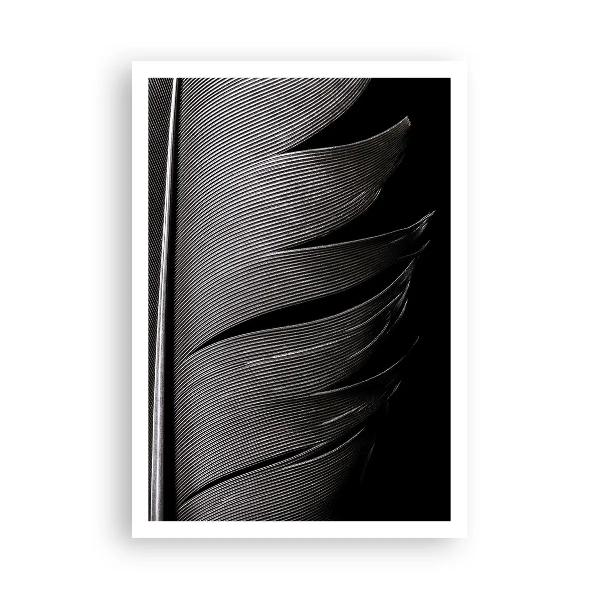 Affiche - Poster - La plume – un design magnifique - 70x100 cm