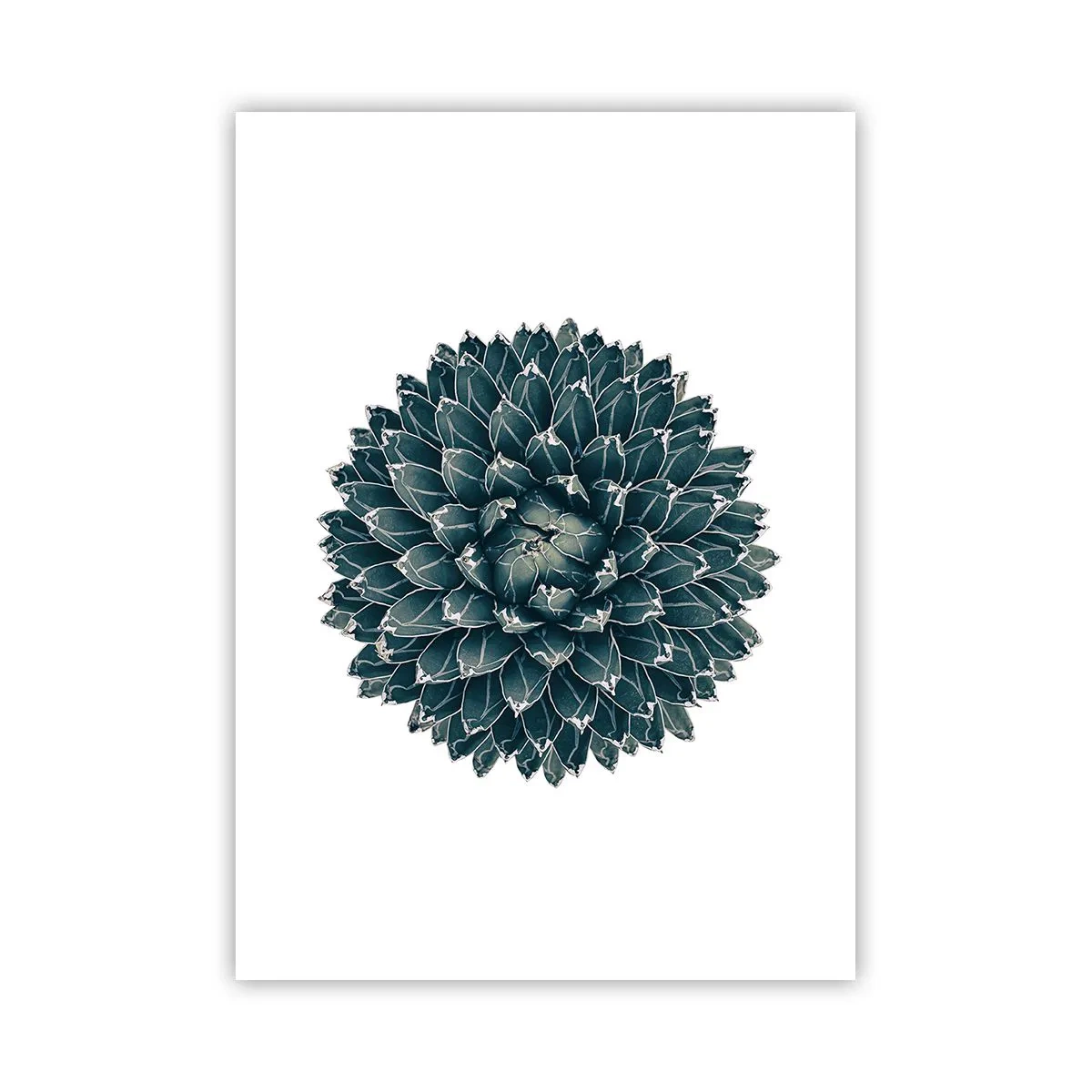 Affiche - Poster - Détail d'une succulente avec une disposition symétrique des feuilles - 50x70cm - Étoile du désert - Décoration murale moderne pour le salon et la chambre ARTTOR