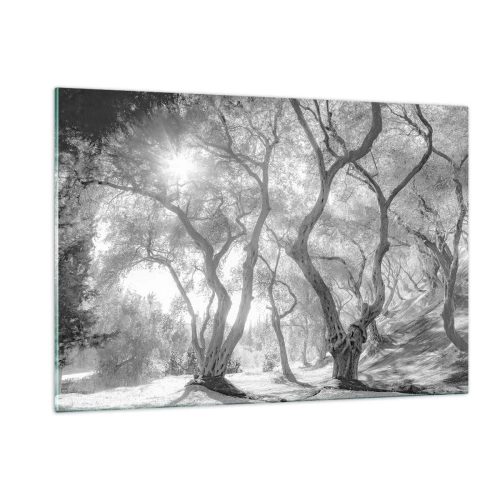 Impression sur verre - Image sur verre - Oliviers noirs et blancs au soleil - 120x80cm - Dans l'oliveraie - Décoration murale moderne pour le salon et la chambre ARTTOR